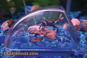 Crab Habitats